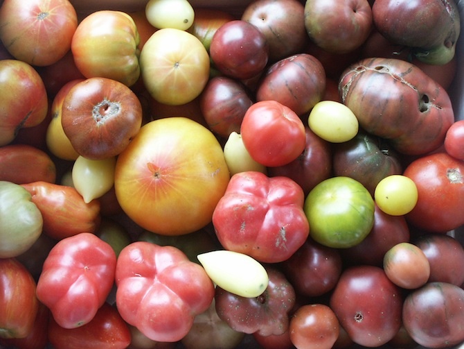 La tomate, une diversité qui fait l’objet de nombreuses études dans le monde - © E. Geoffriau, Inra